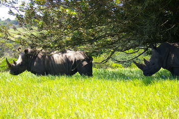 Отель Kragga Kamma Game Park Порт-Элизабет Экстерьер фото