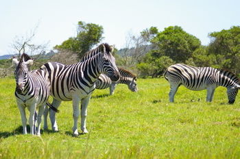 Отель Kragga Kamma Game Park Порт-Элизабет Экстерьер фото